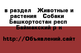  в раздел : Животные и растения » Собаки . Башкортостан респ.,Баймакский р-н